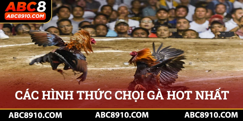 Các hình thức giải trí chọi gà hot hit nhất